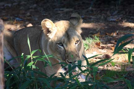 lioness