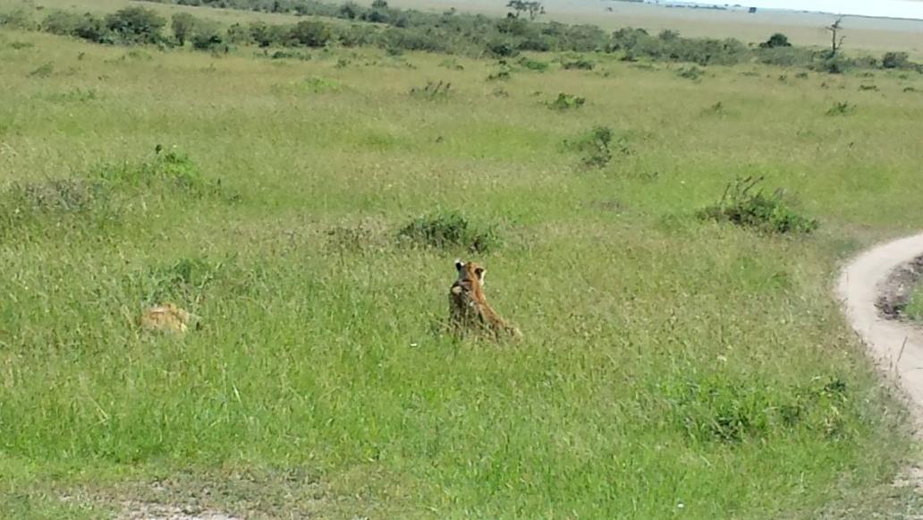 Lioness in tall grass