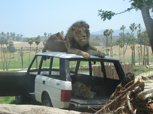 Relaxing Lions