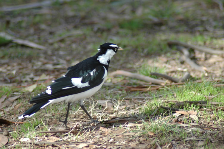 little magpie