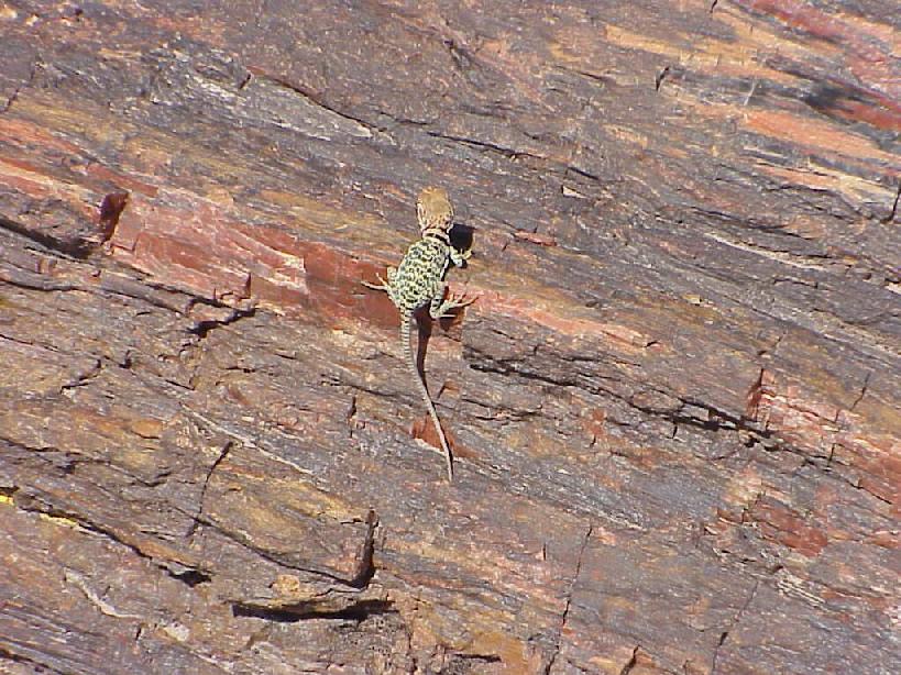 Young Collard lizard on Petrified Wood