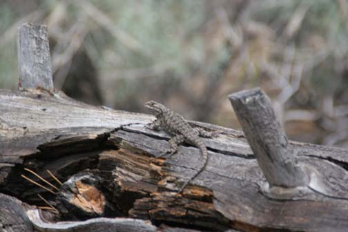 lizard on a log