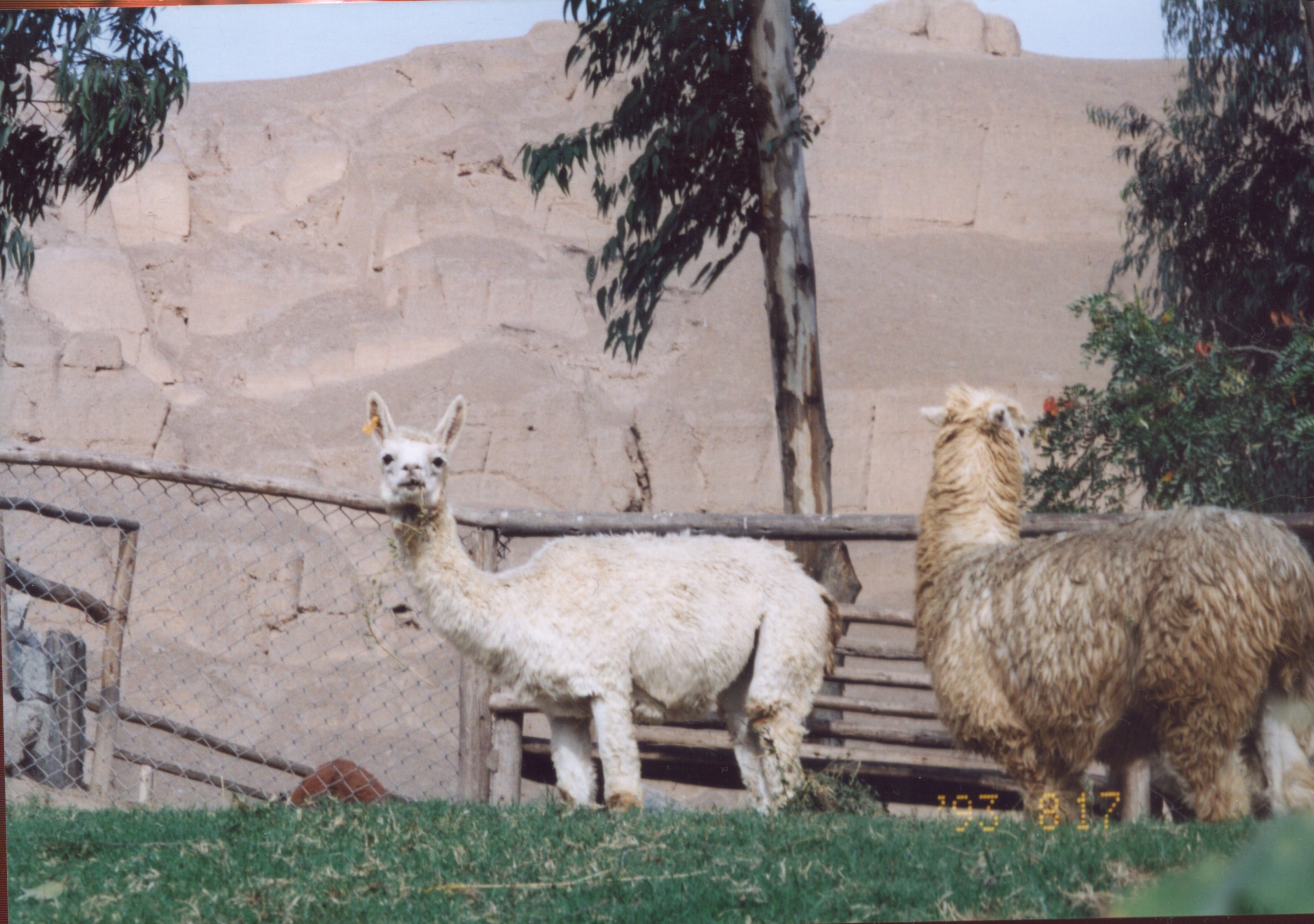 Llamas