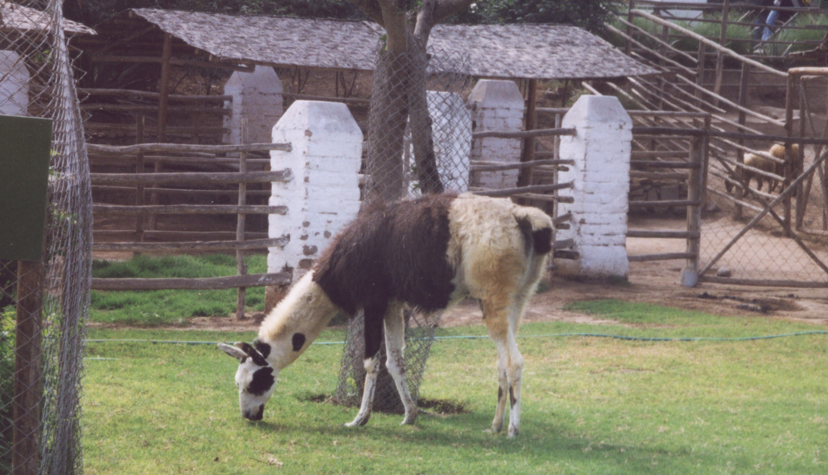 llama