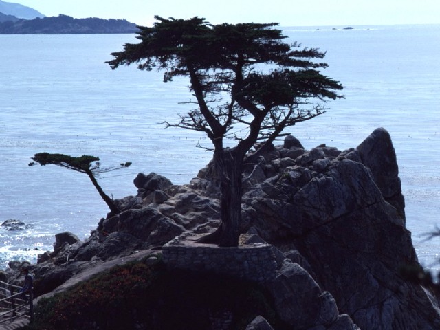 Lone cypress 2