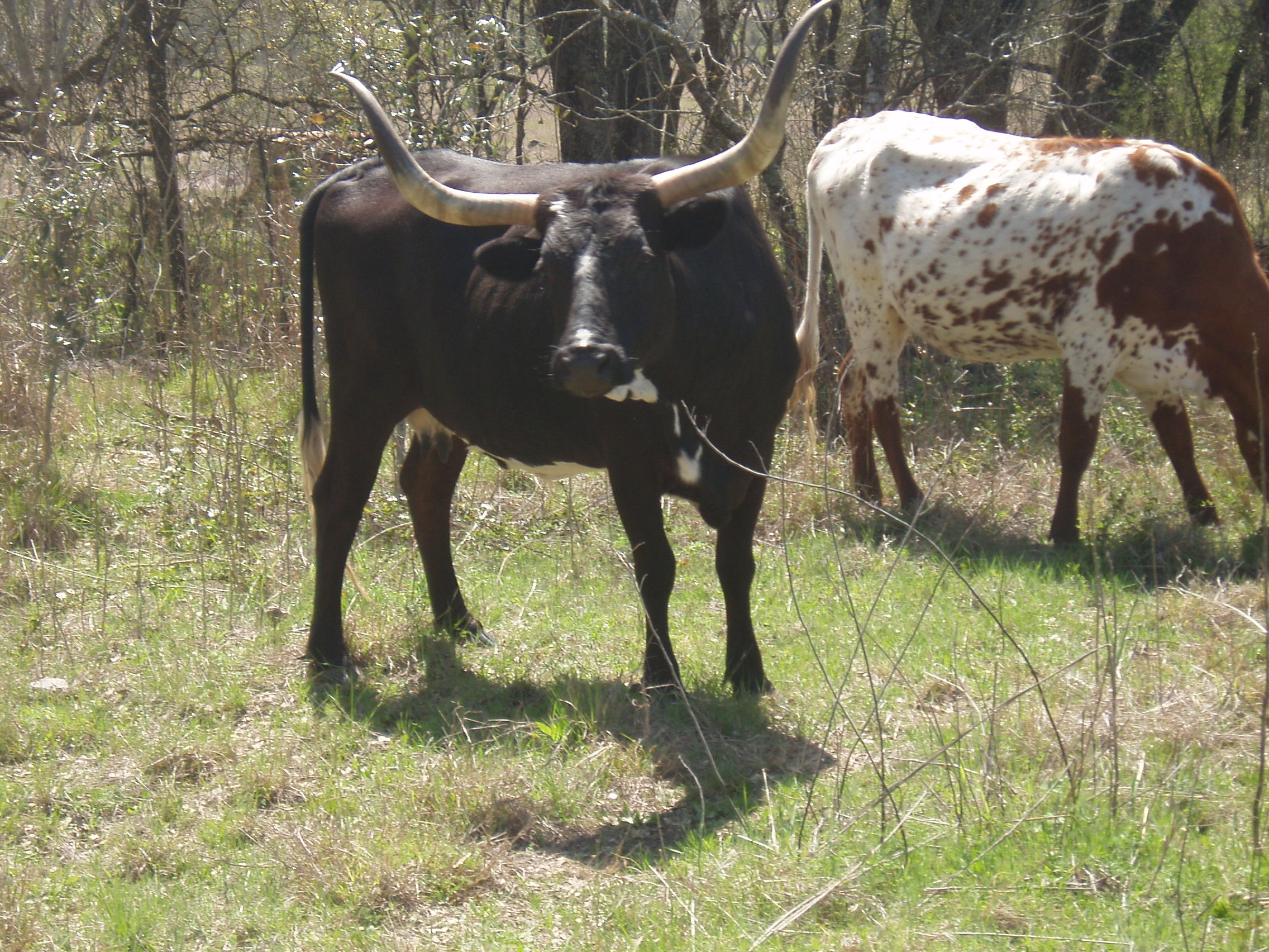 Texas Longhorn