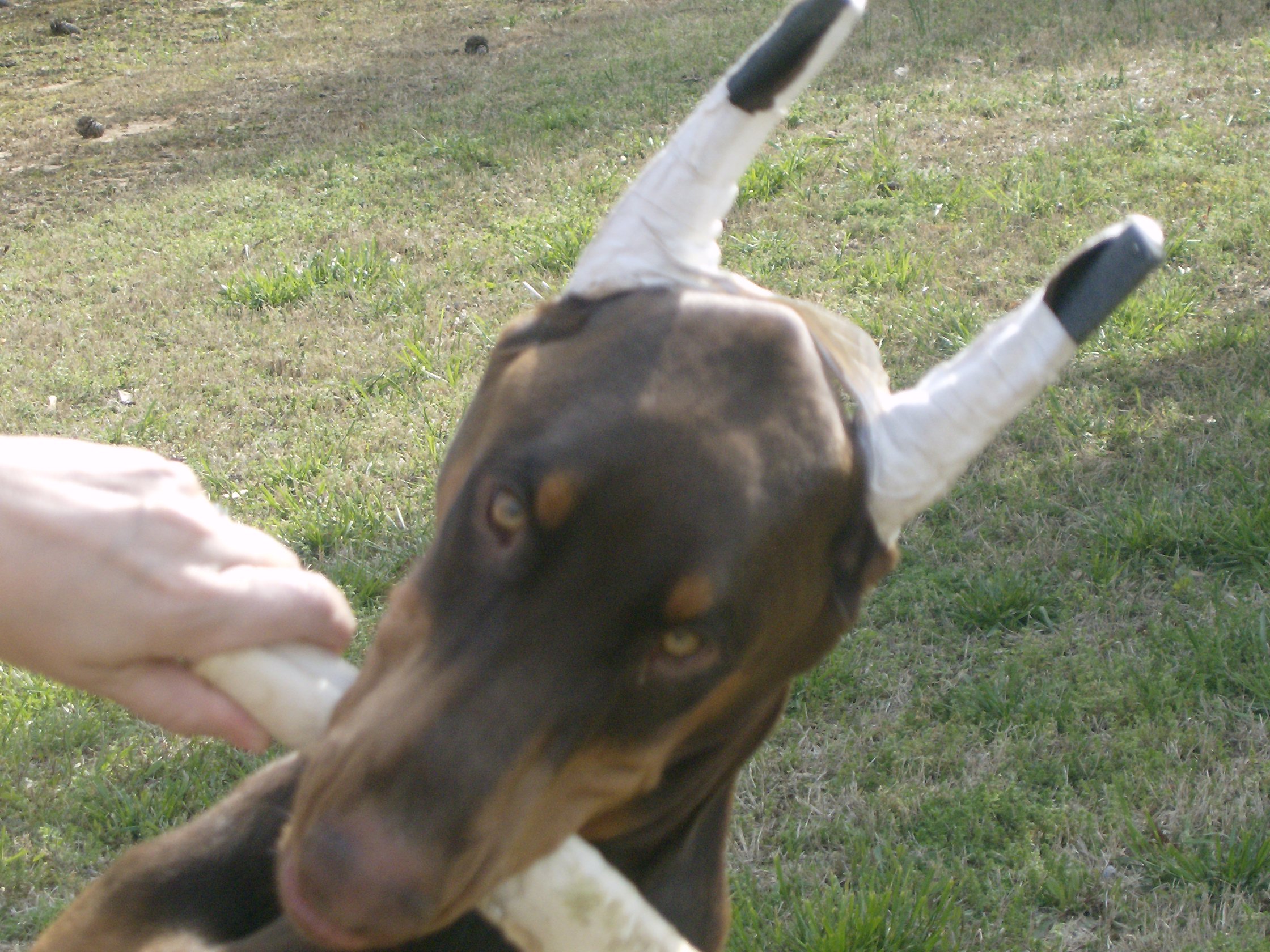 Razor the Doberman