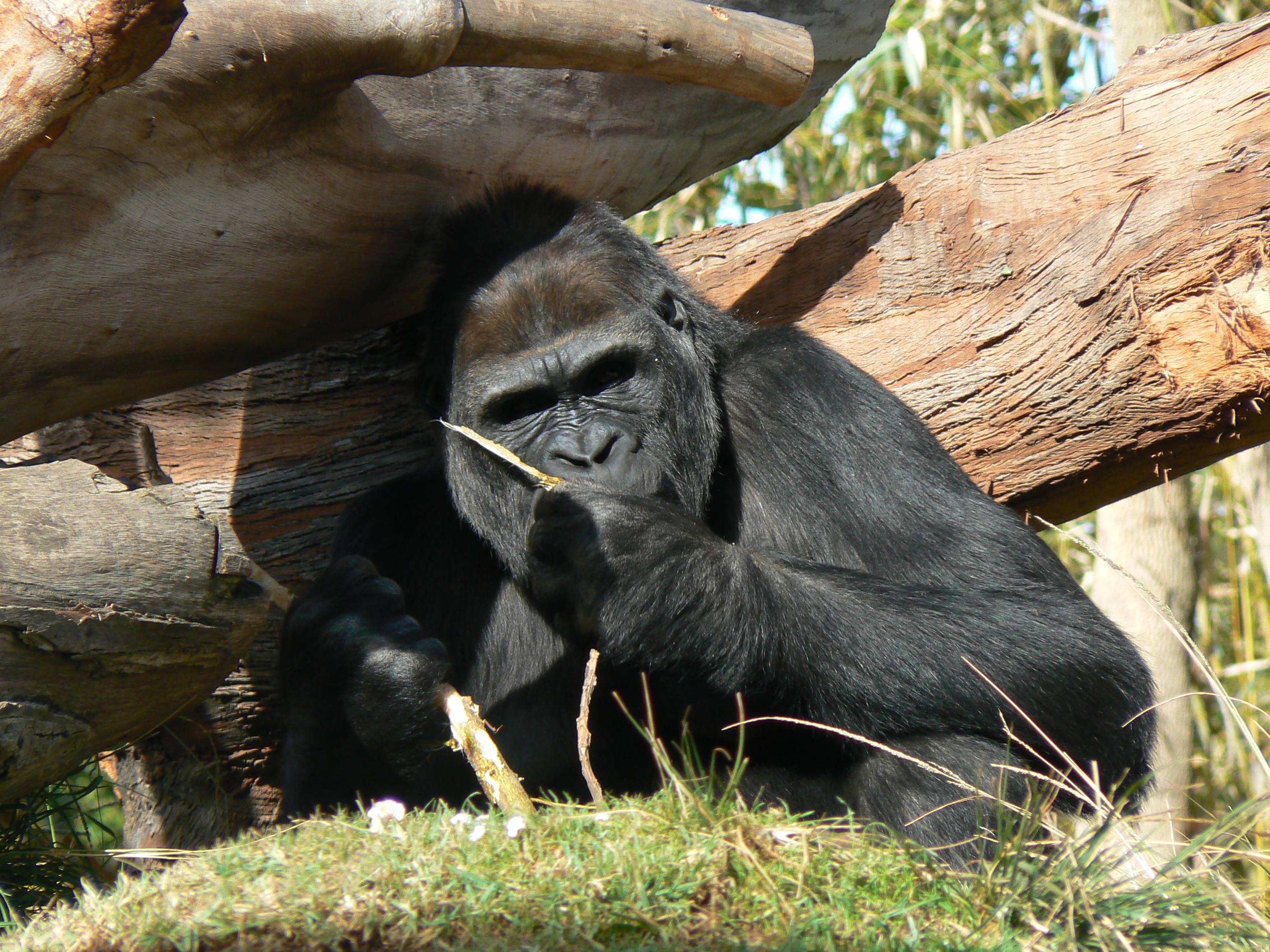 lowland_gorilla.jpg