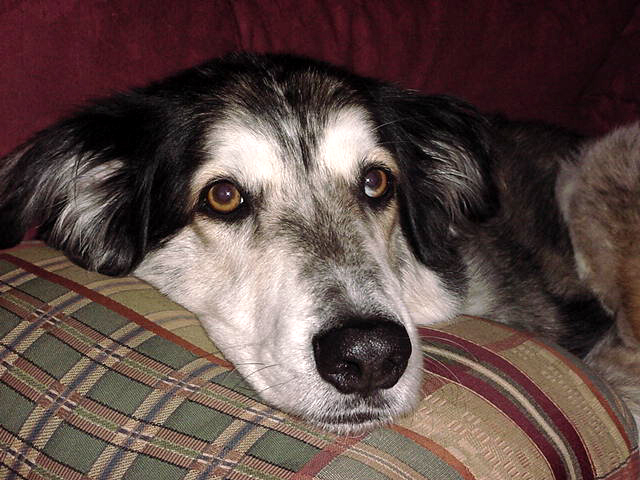 Luke Lounging on the Couch