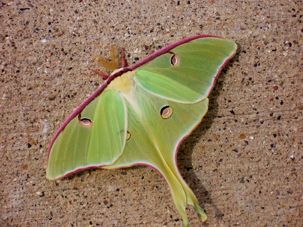 Luna Moth - first brood of 2006