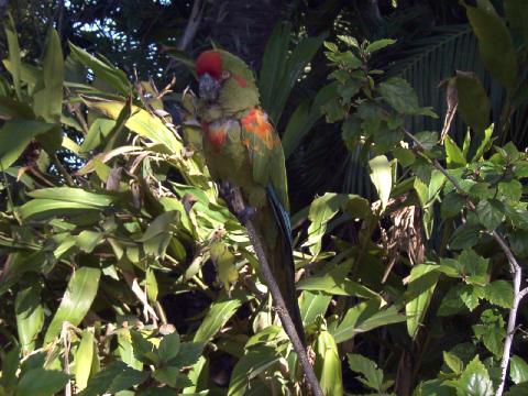 macaw on branch