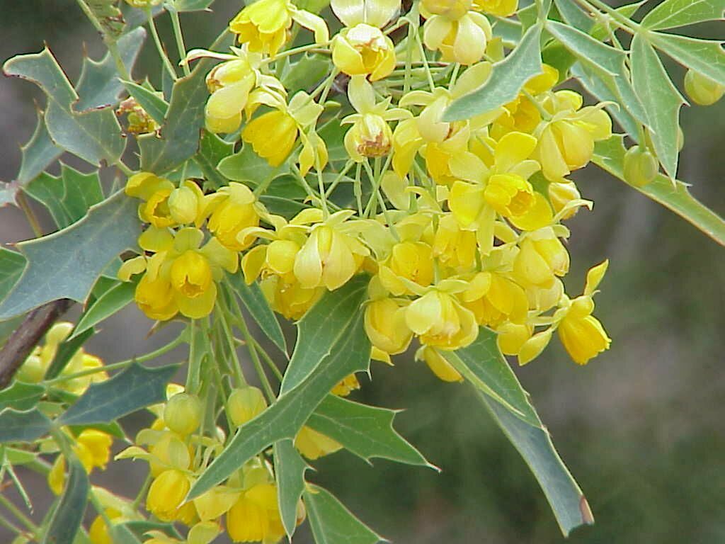 Mahonia Flower