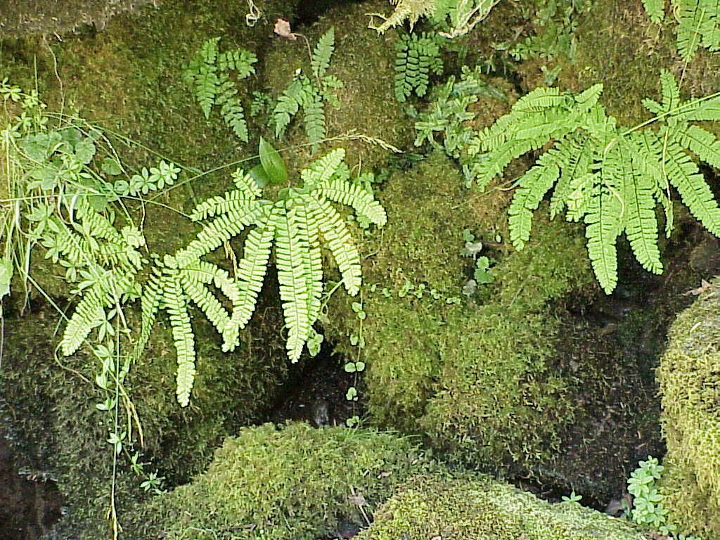 maidenhairfern.jpg