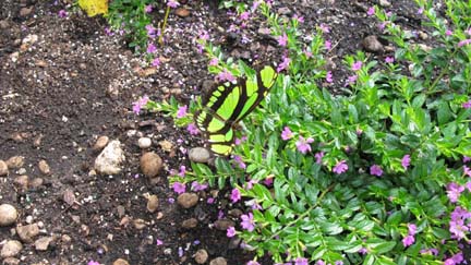 Malachite butterfly