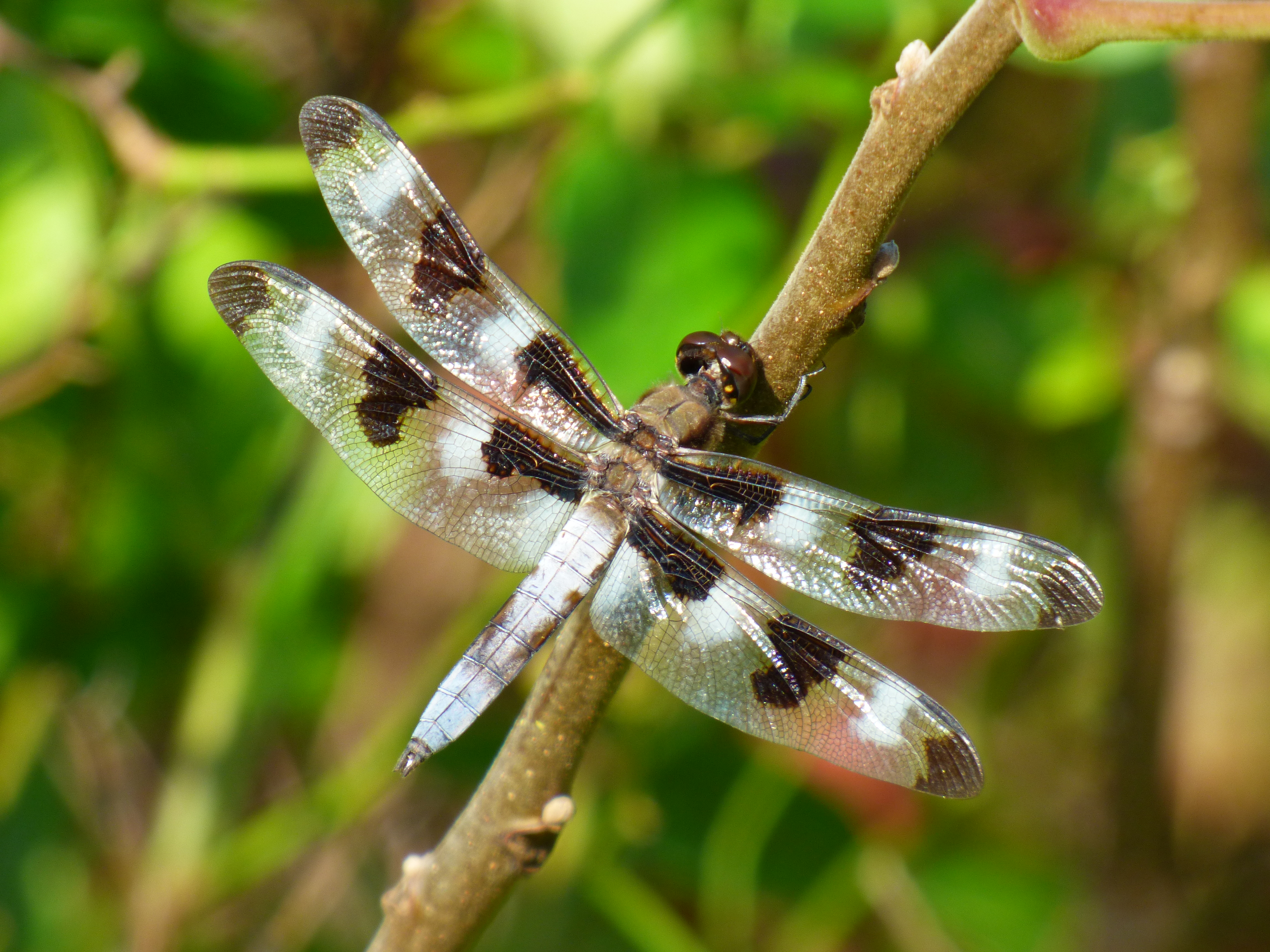 male12spottedskipper.jpg