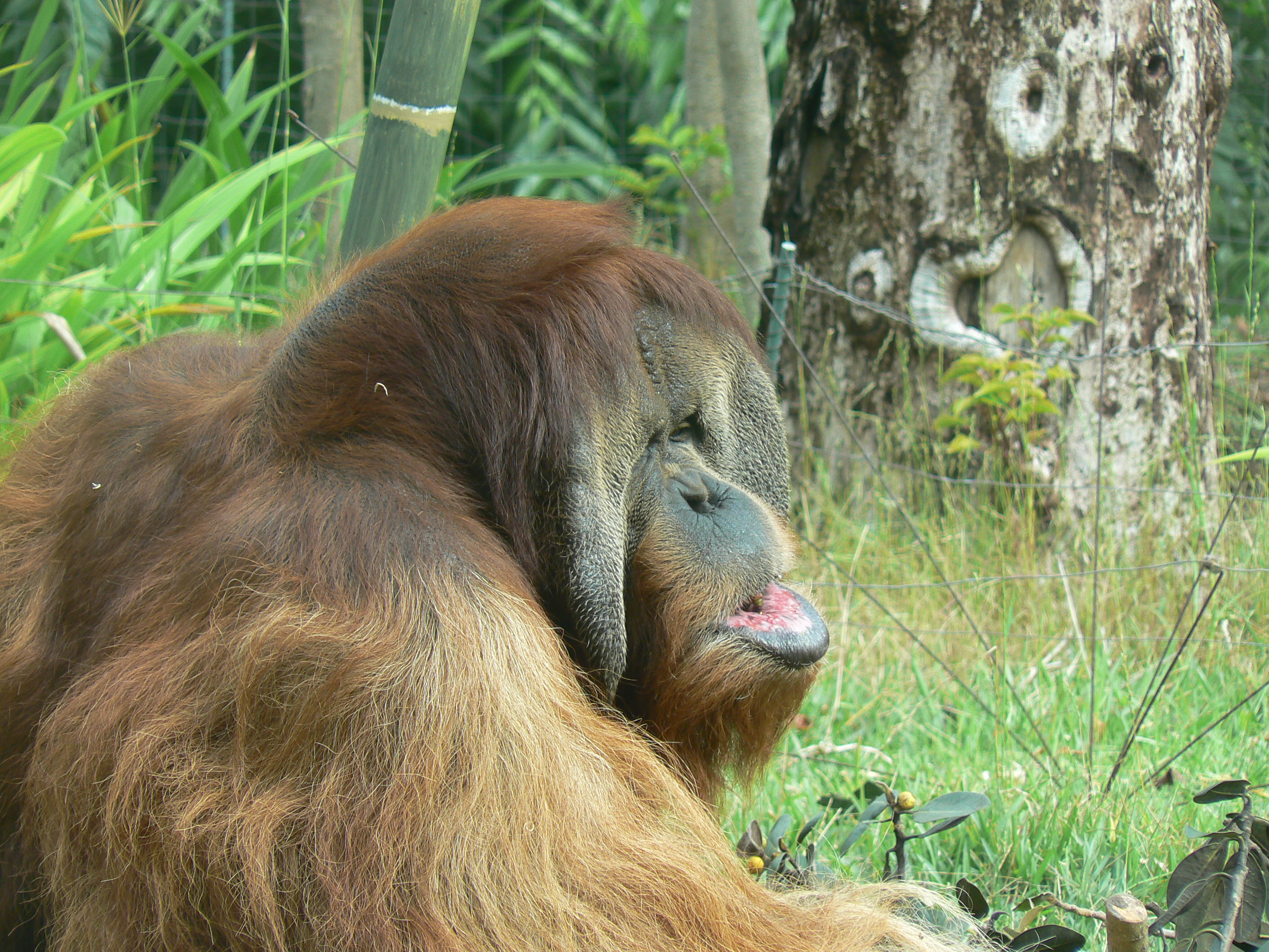 Orangutan