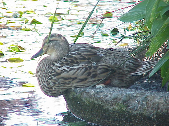 Mallard In The Shade