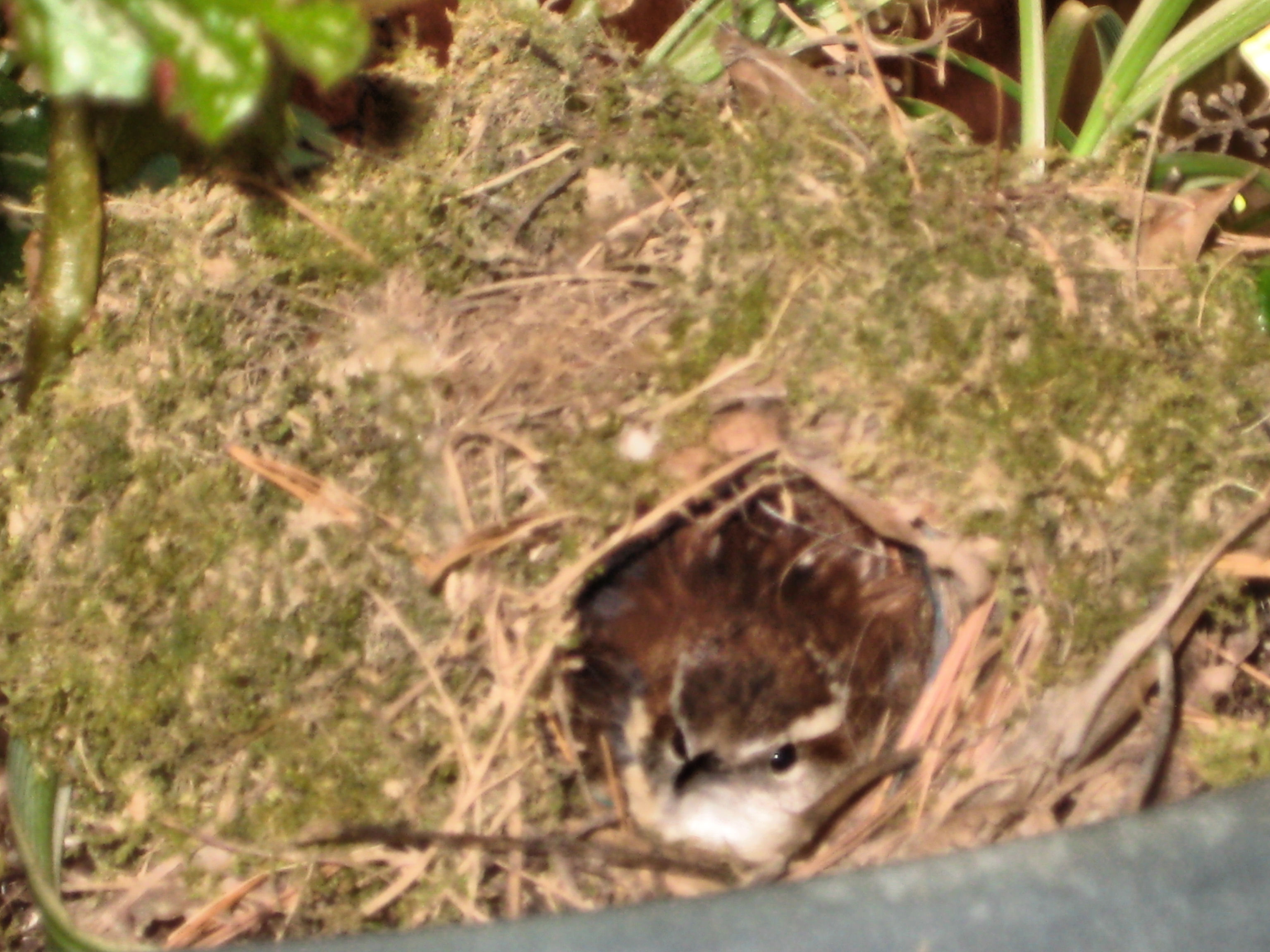 Mamma Wren on her eggs