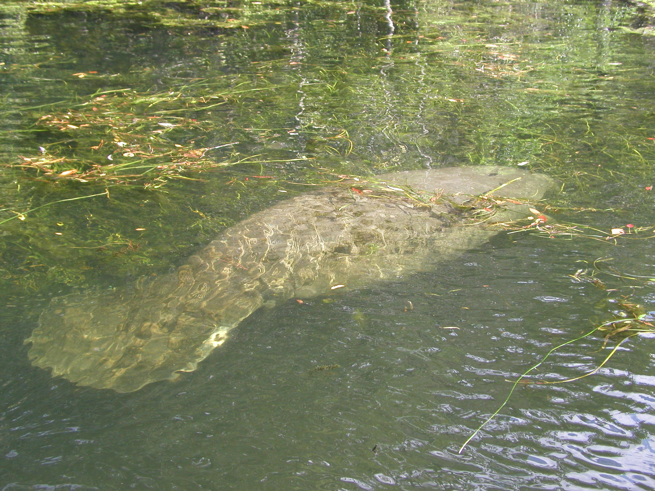 Manatee in the St. Marks River