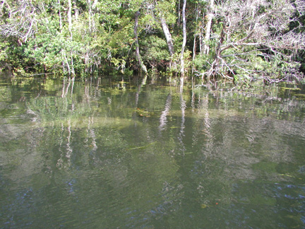 Two manatees swimming.