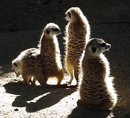 meerkat group