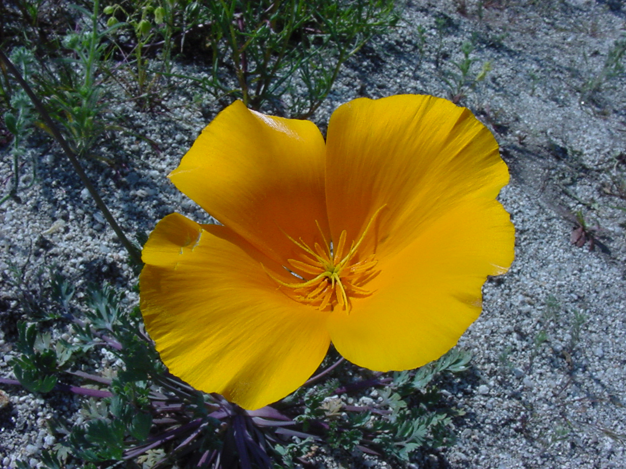 Mexican Gold Poppy - Eschscholtzia mexicana