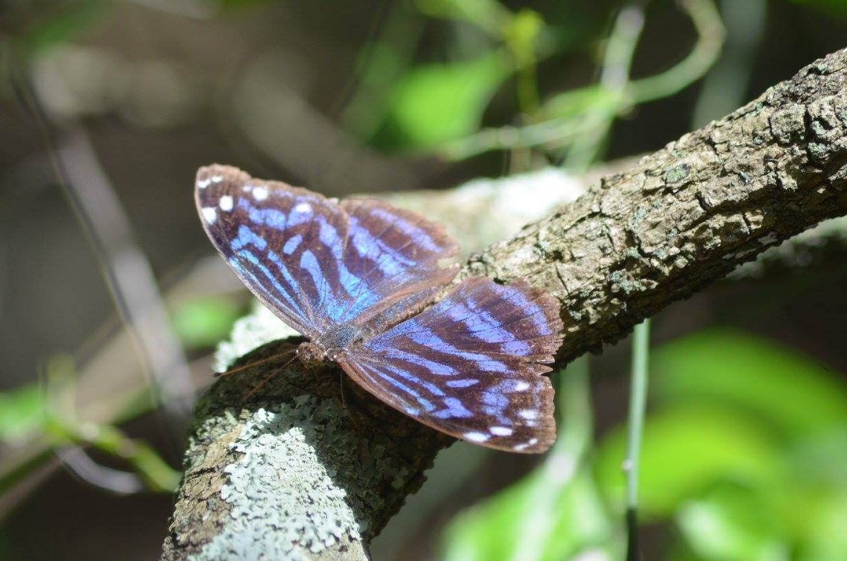 A Mexican Blue wing suns itself on a tree branch.