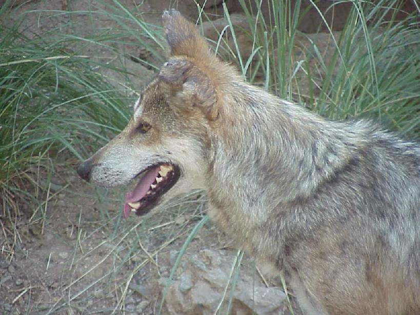 Mexican Gray Wolf