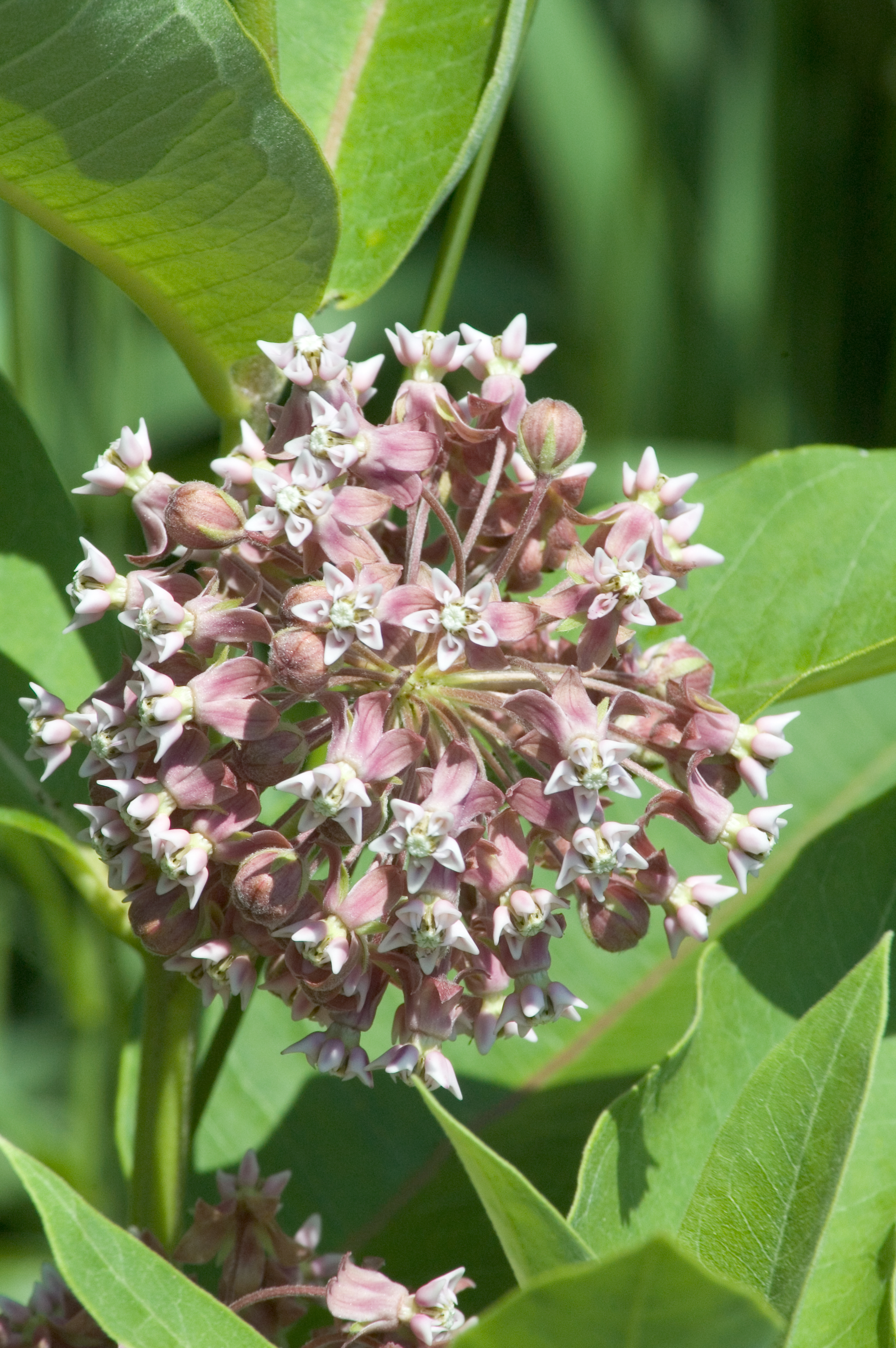milkweed flower