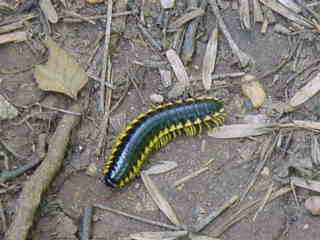 Millipede