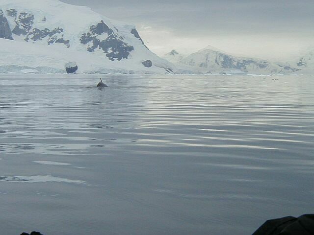 Minke whale