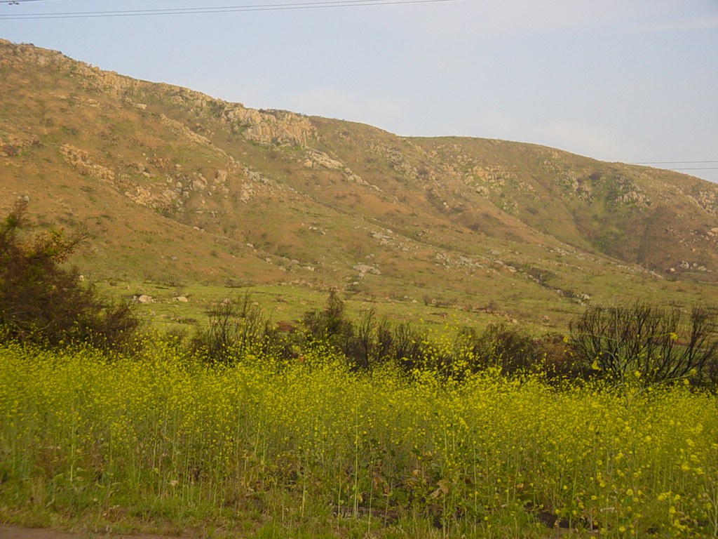 Black mustard in full bloom - Mission Trails Regional Park