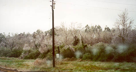 Ice on trees after Mississippi ice storm.