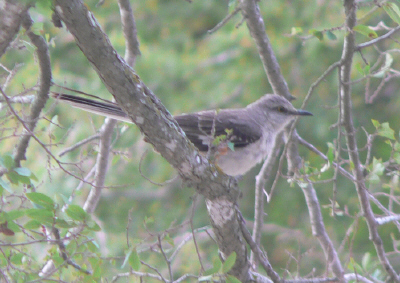 Northern Mockingbird - Mimus polyglottos