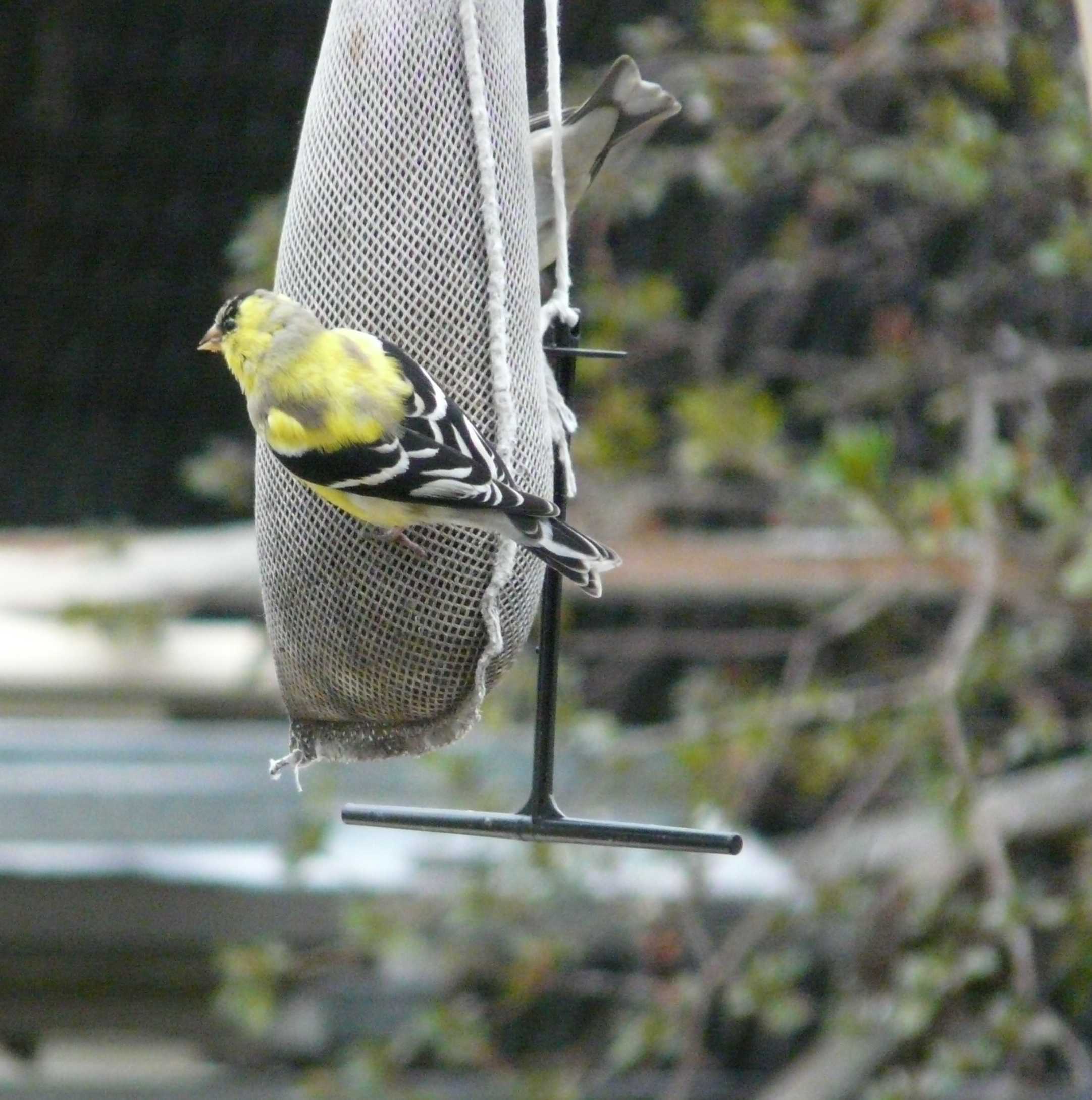 Molting goldfinch on niger seed feeder