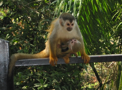 Mother and baby squirrel monkeys