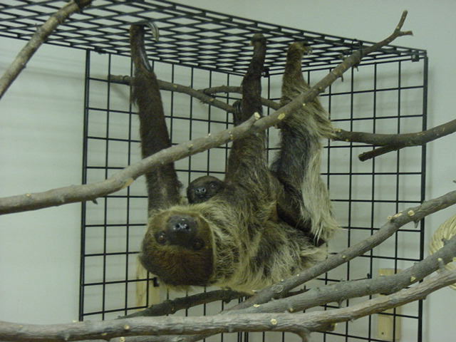 Mom and Baby Sloth