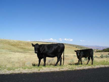 Mother and baby calf