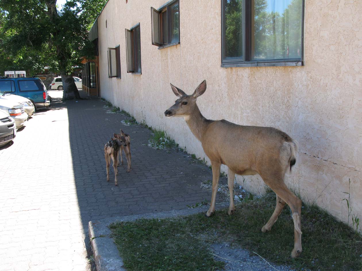 Doe and fawn