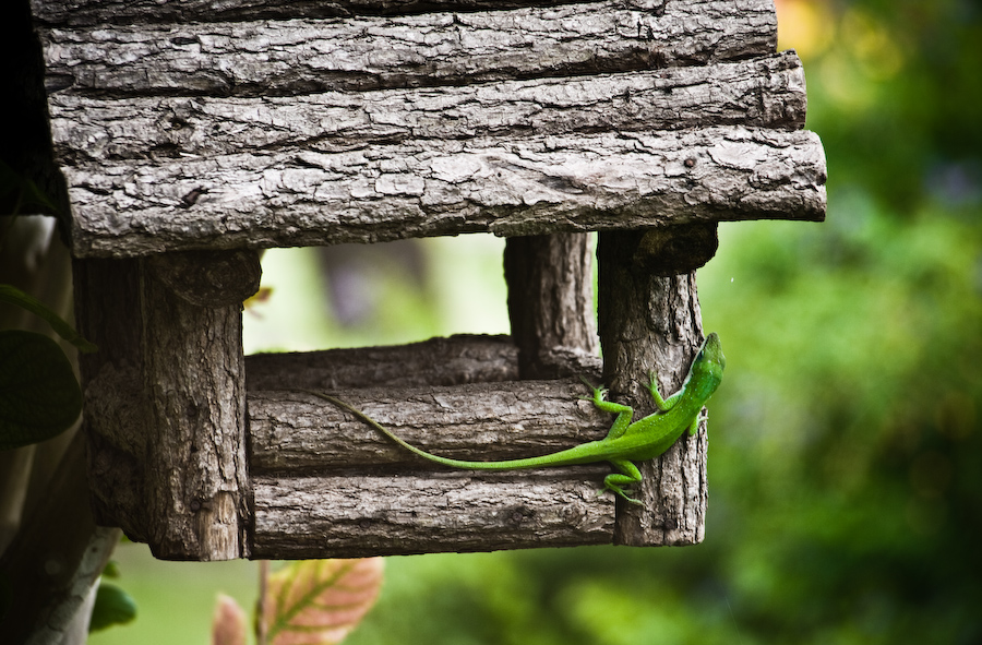 lizard on birdhouse