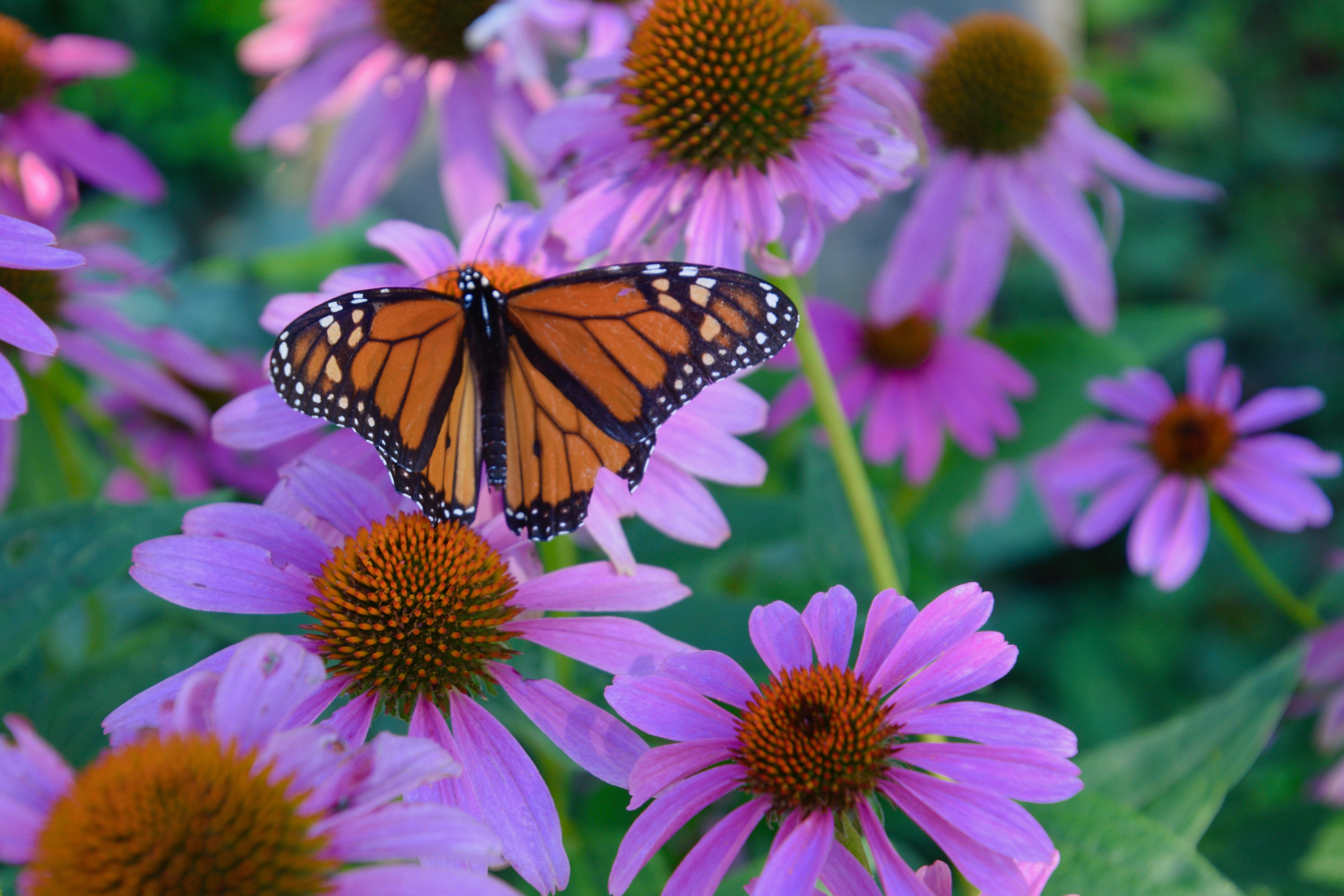 Monarch on coneflower