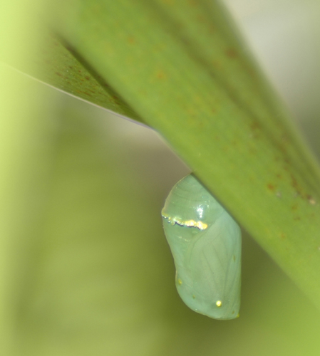 chrysalis