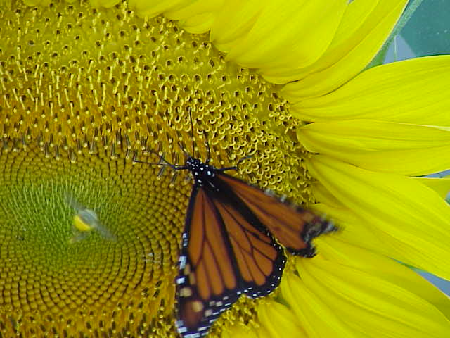 Monarch on Mammoth sunflower