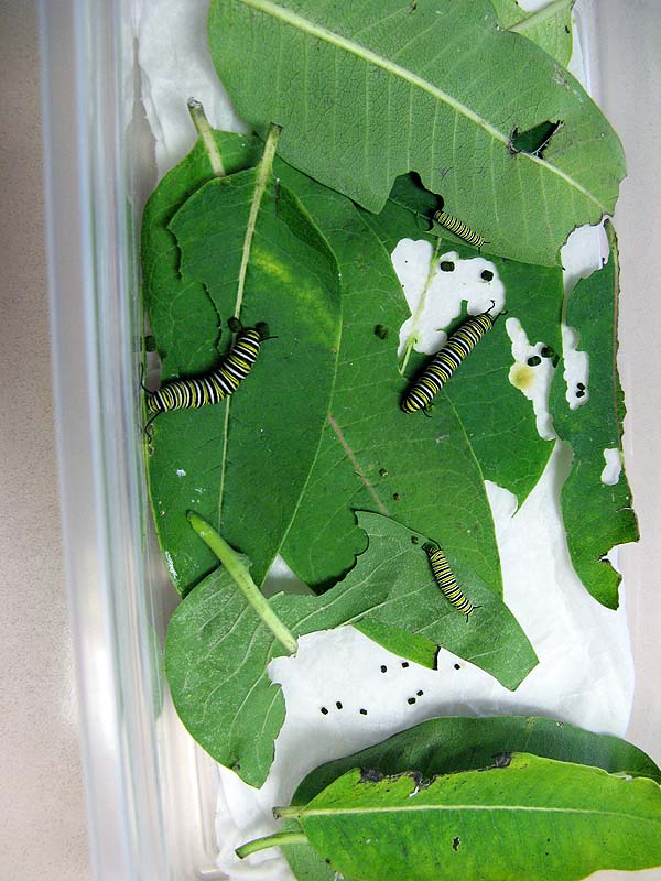 catepillars feasting