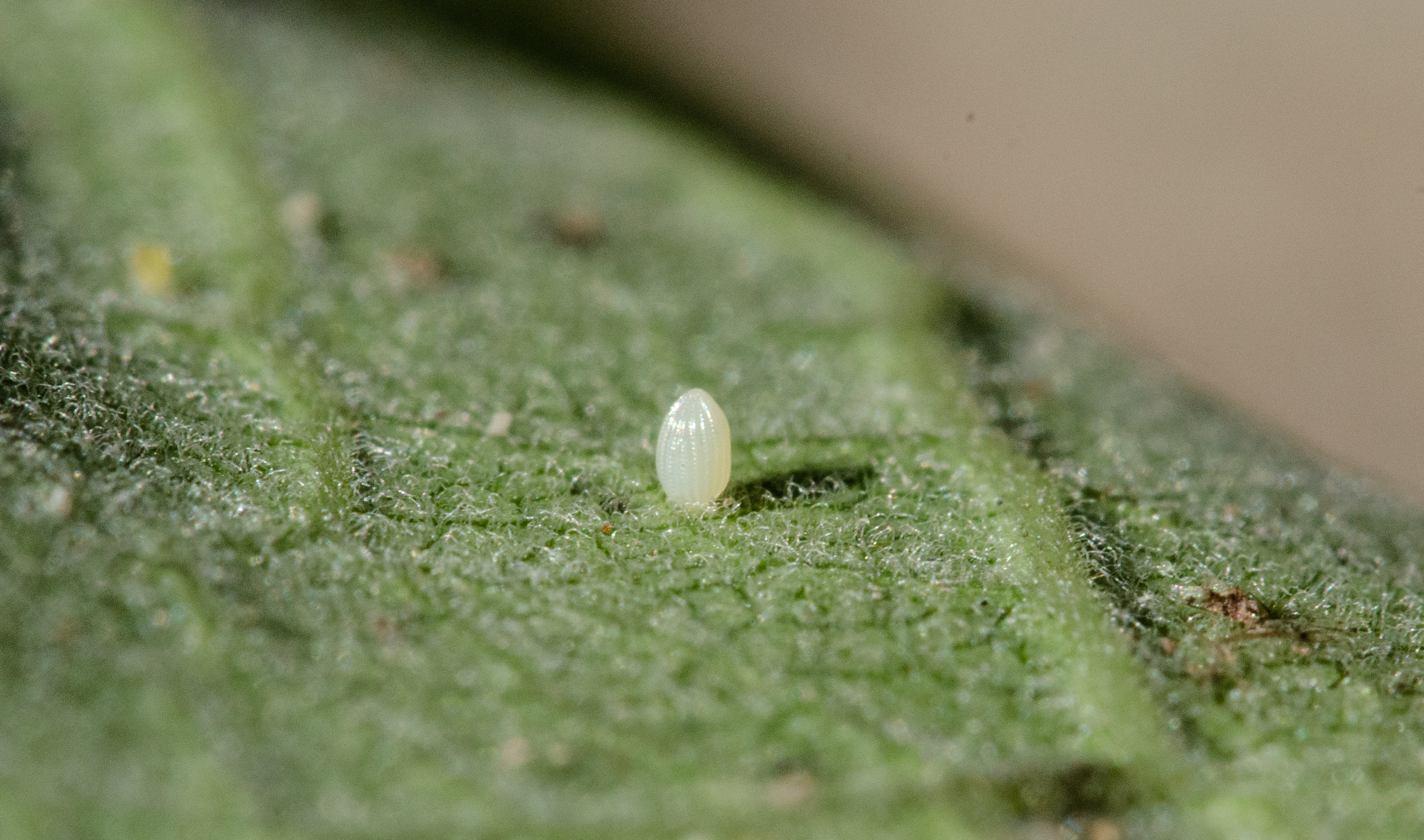 monarch egg on milkweed