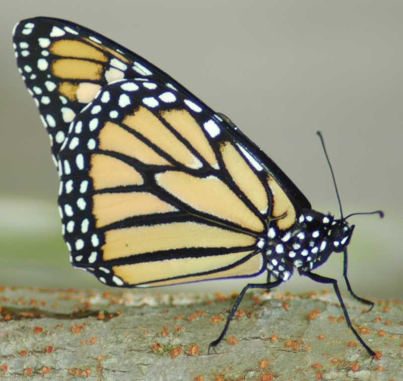 Monarch Butterfly