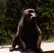 South African monkey