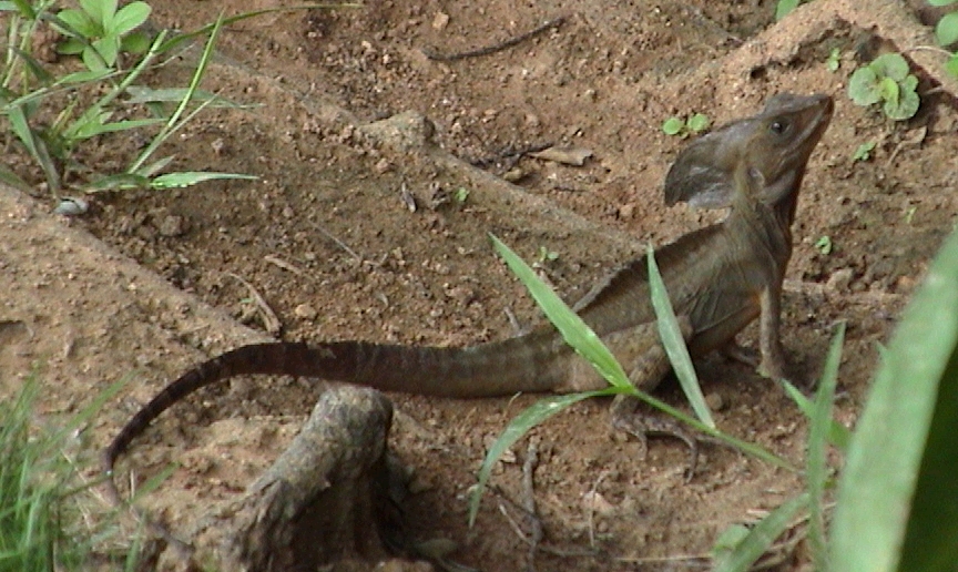 Monkey La La a type of lizard.