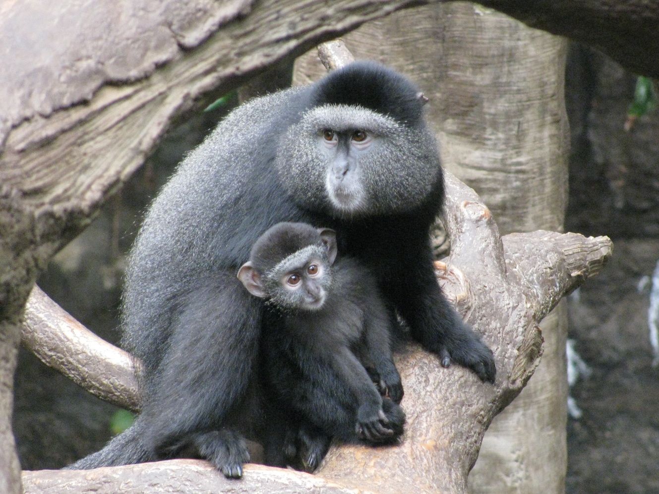 monkeys at zoo