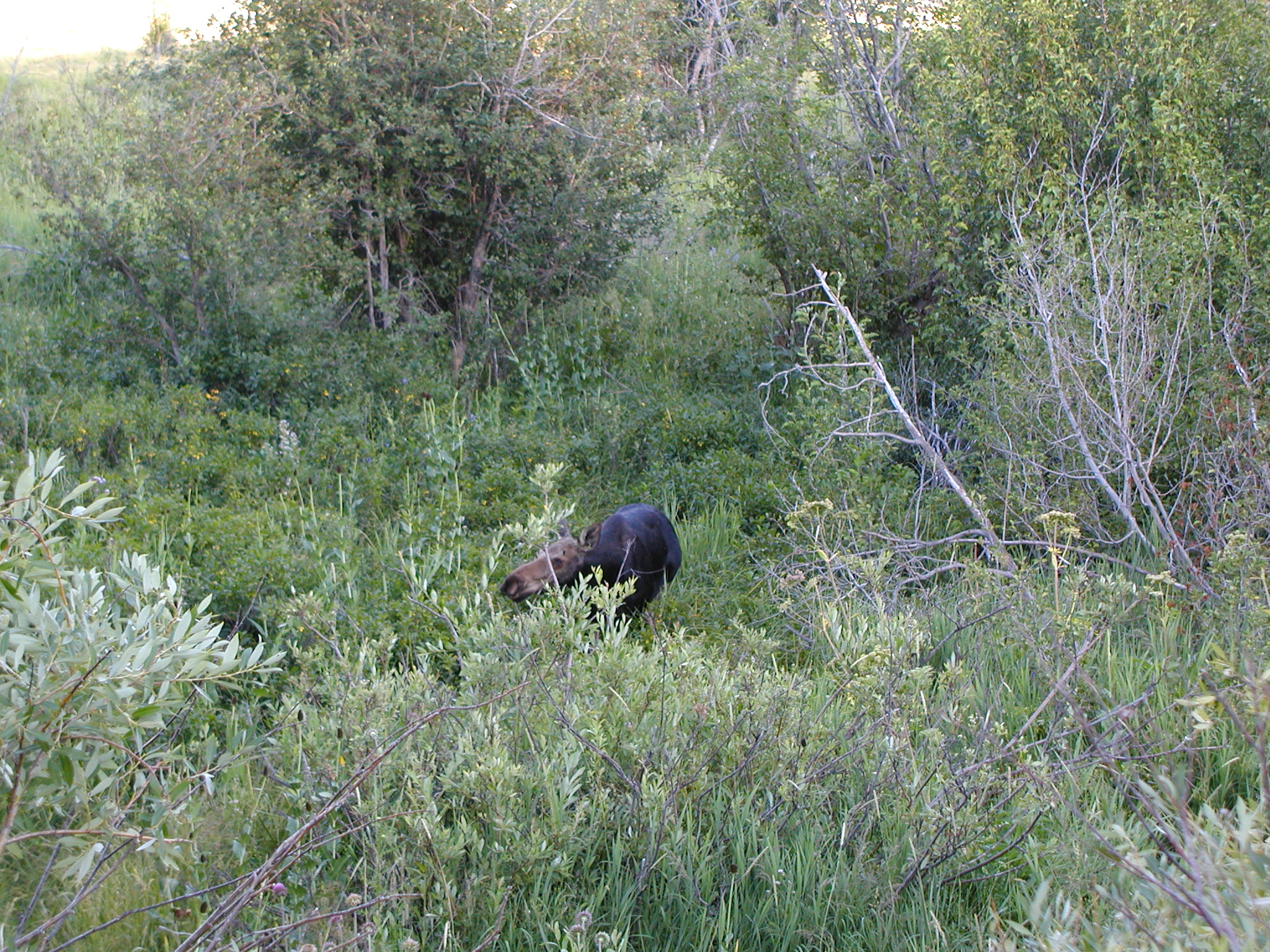 baby moose